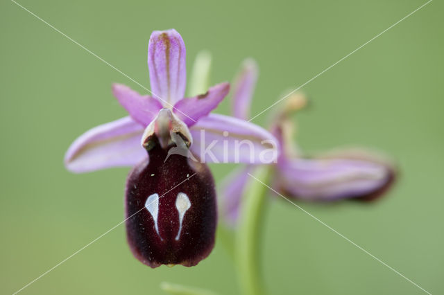 Ophrys ferrum-equinum