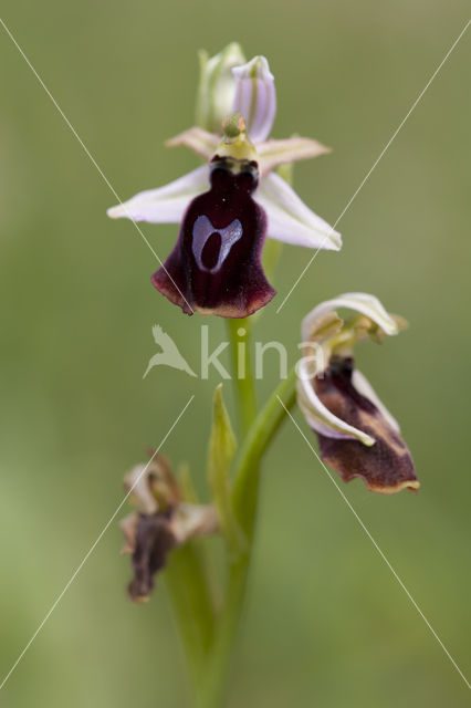 Ophrys ferrum-equinum