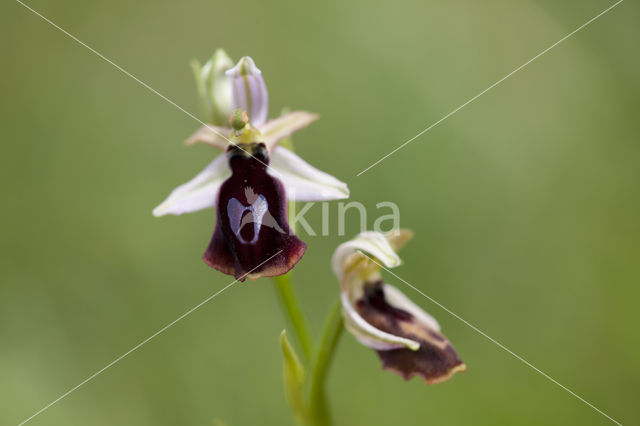 Ophrys ferrum-equinum