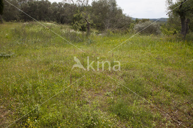 Ophrys ferrum-equinum