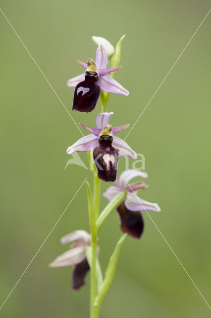 Ophrys ferrum-equinum