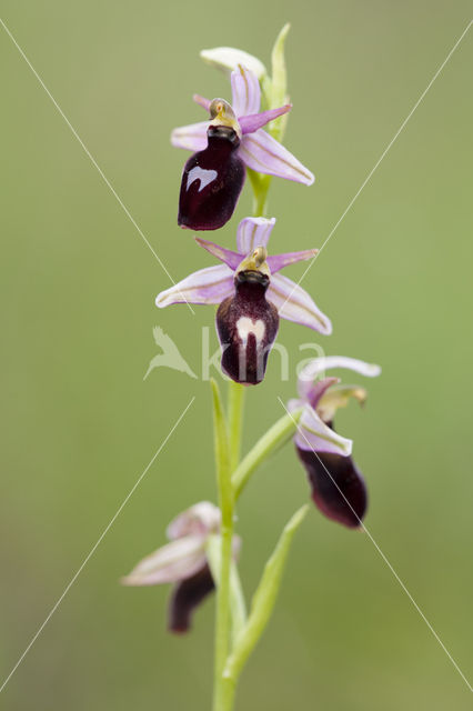 Ophrys ferrum-equinum