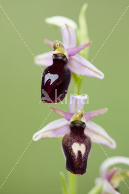 Ophrys ferrum-equinum