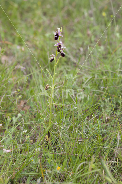 Ophrys ferrum-equinum