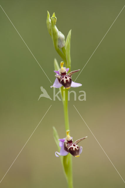 Ophrys heldreichii