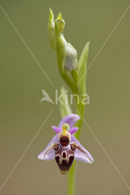 Ophrys heldreichii