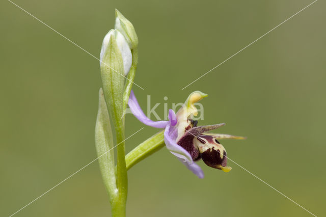 Ophrys heldreichii