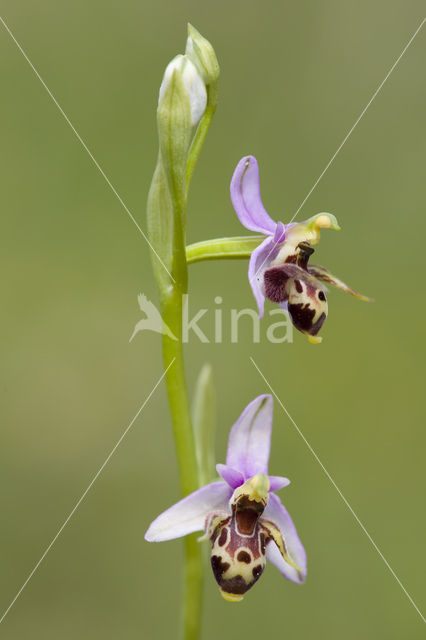 Ophrys heldreichii