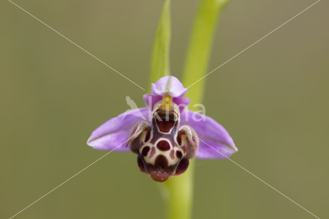 Ophrys heldreichii
