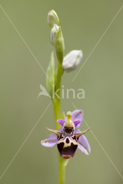 Ophrys heldreichii