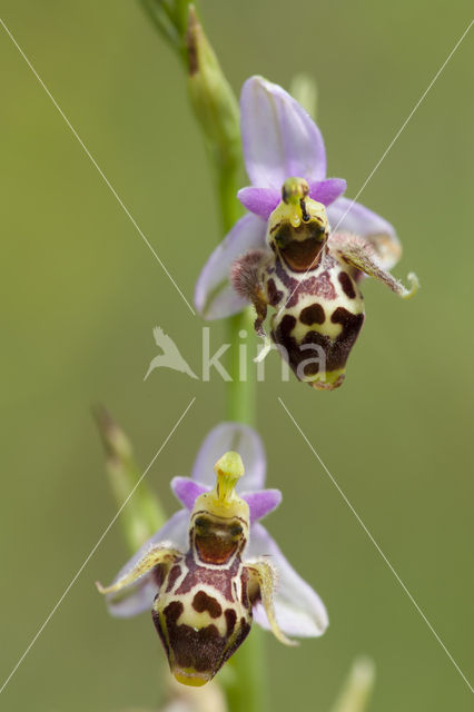 Ophrys heldreichii