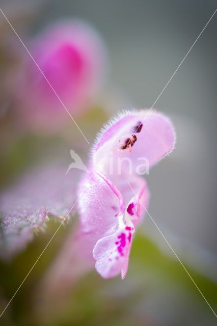 purple Dead-nettle (Lamium purpureum)