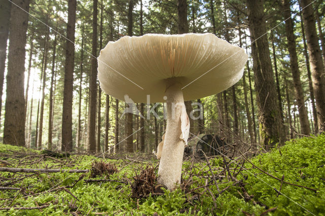 Parasol (Lepiota spec)