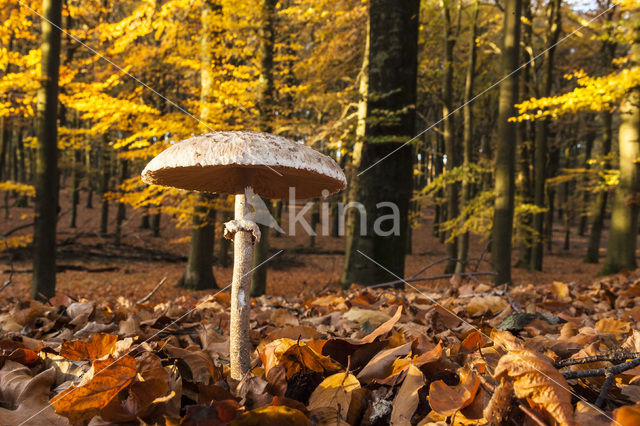 Parasolzwam spec. (Lepiota spec)