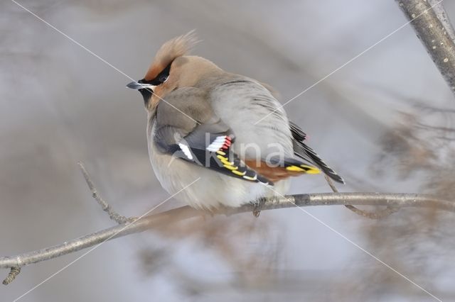 Pestvogel (Bombycilla garrulus)