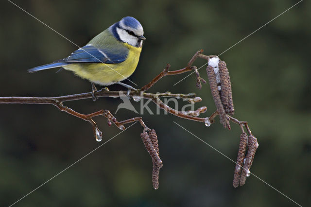 Blue Tit (Parus caeruleus)