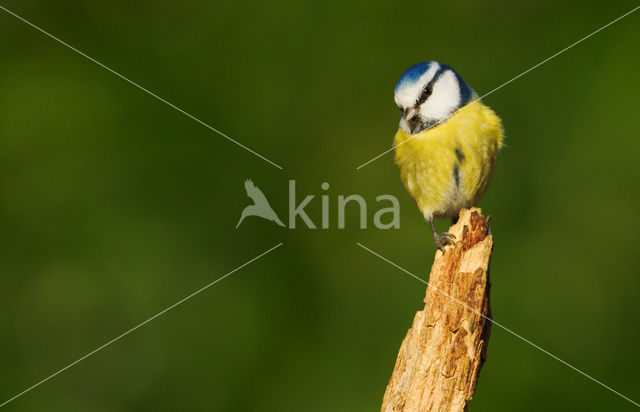 Pimpelmees (Parus caeruleus)