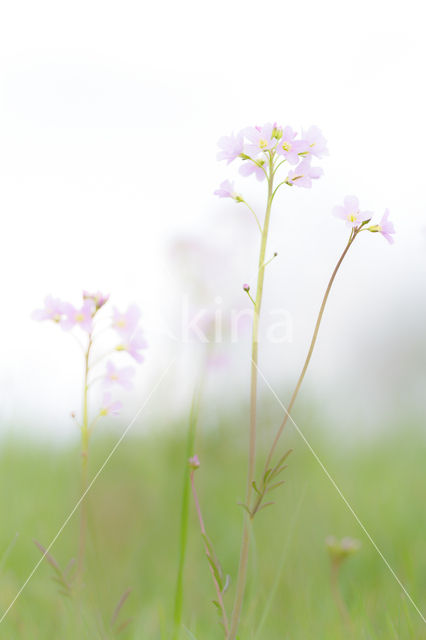 Cuckoo flower (Cardamine pratensis var angustifolia)