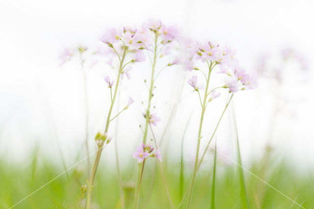 Cuckoo flower (Cardamine pratensis var angustifolia)