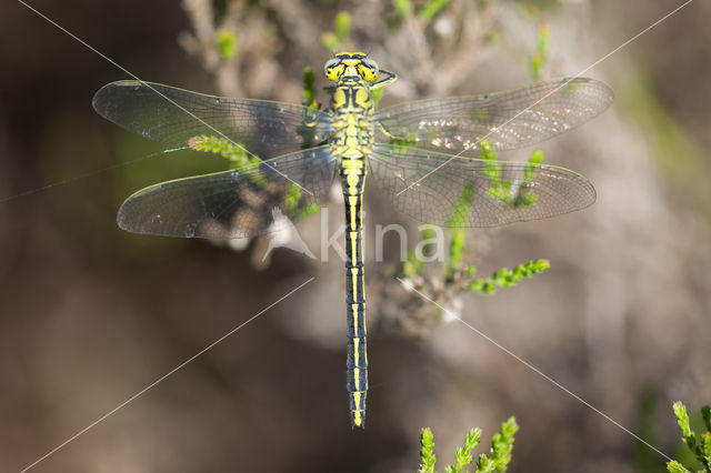 Dragonfly (Gomphus pulchellus)