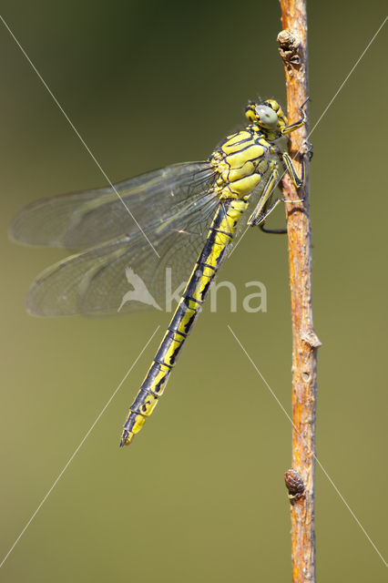 Dragonfly (Gomphus pulchellus)