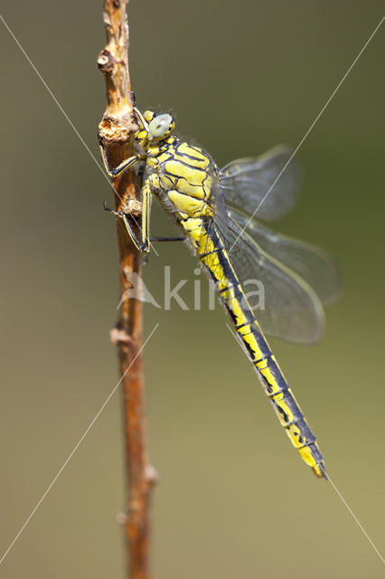 Plasrombout (Gomphus pulchellus)