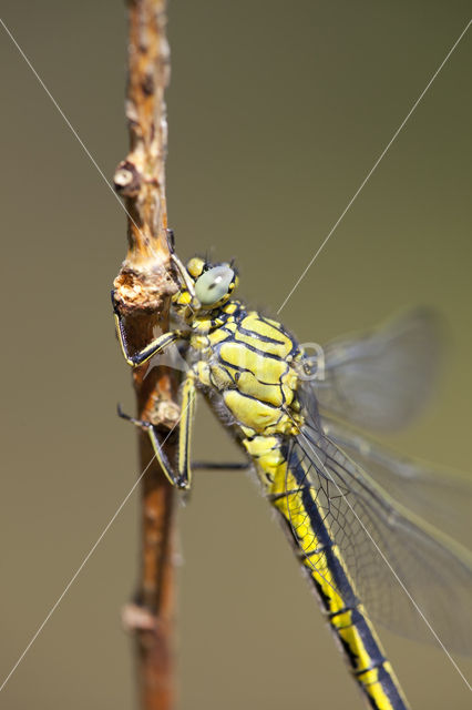 Dragonfly (Gomphus pulchellus)