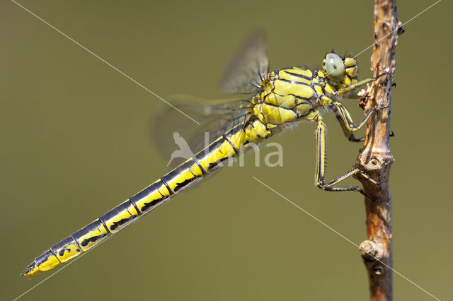 Plasrombout (Gomphus pulchellus)