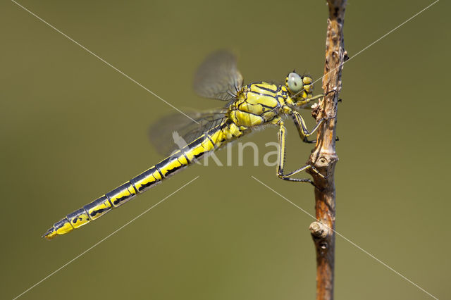 Plasrombout (Gomphus pulchellus)