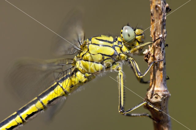 Plasrombout (Gomphus pulchellus)