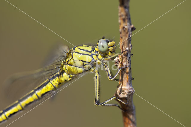 Dragonfly (Gomphus pulchellus)