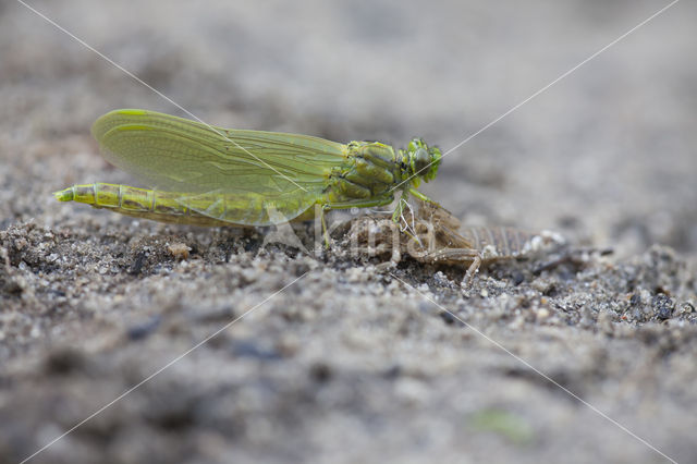 Plasrombout (Gomphus pulchellus)