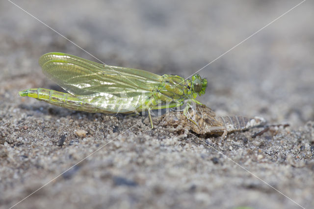 Plasrombout (Gomphus pulchellus)