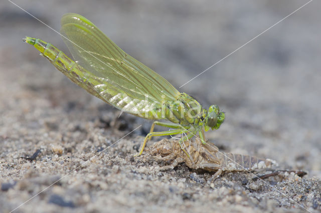 Plasrombout (Gomphus pulchellus)