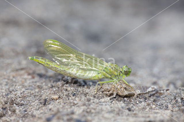 Plasrombout (Gomphus pulchellus)