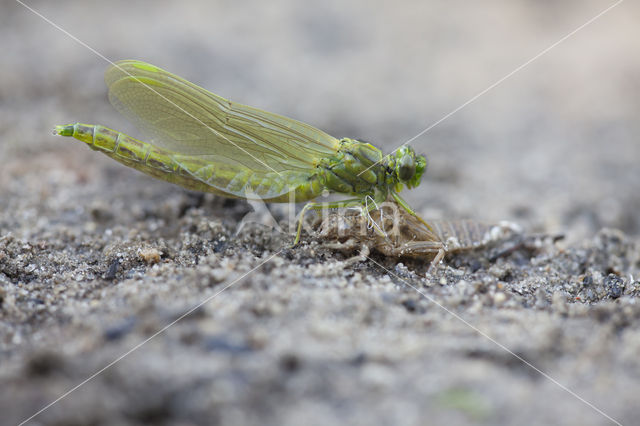 Plasrombout (Gomphus pulchellus)