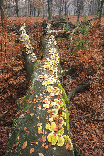 Platte tonderzwam (Ganoderma lipsiense)