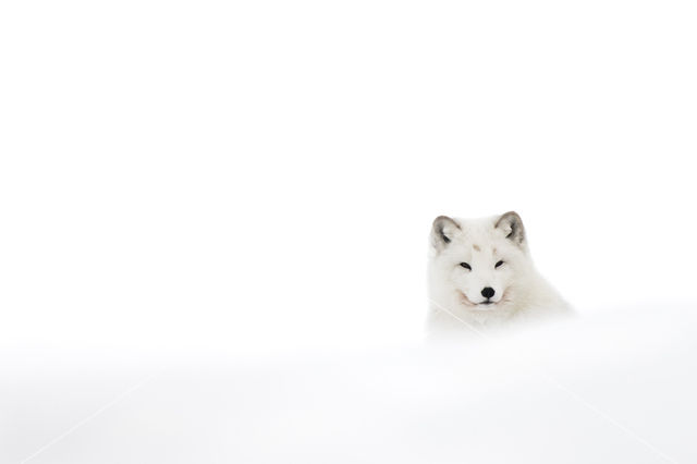 Arctic fox (Alopex lagopus)