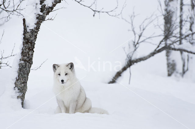 Arctic fox (Alopex lagopus)