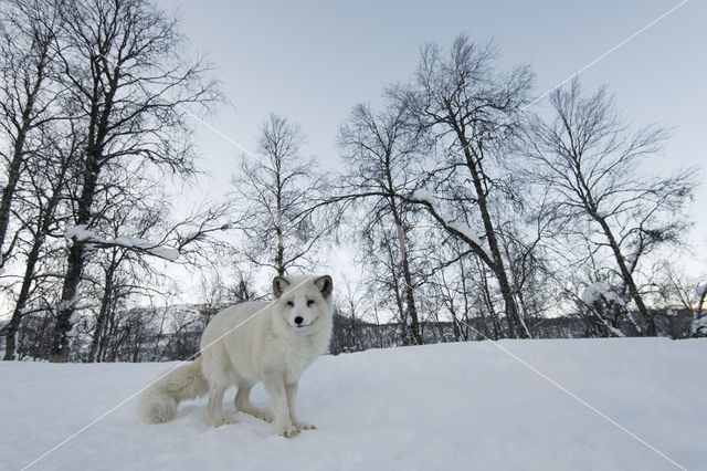 Arctic fox (Alopex lagopus)