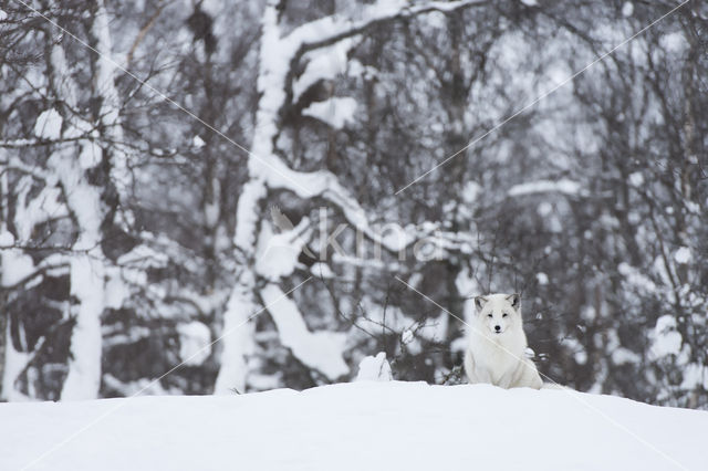 Arctic fox (Alopex lagopus)