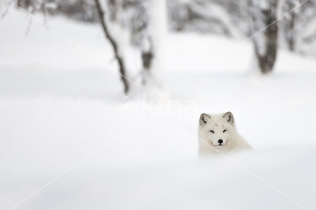 Arctic fox (Alopex lagopus)