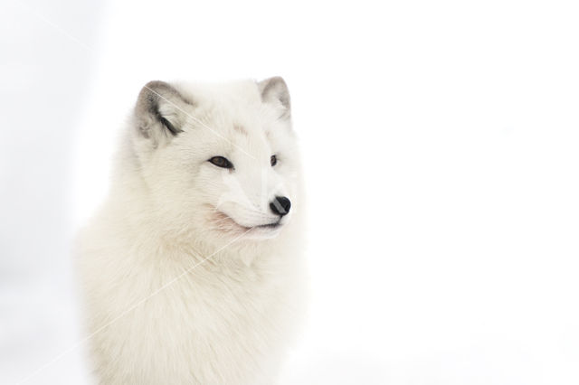 Arctic fox (Alopex lagopus)