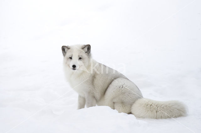 Arctic fox (Alopex lagopus)