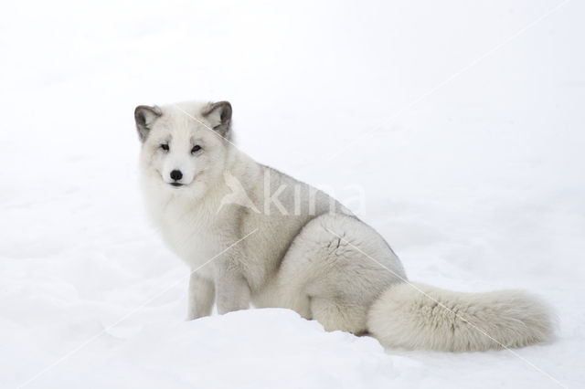 Arctic fox (Alopex lagopus)