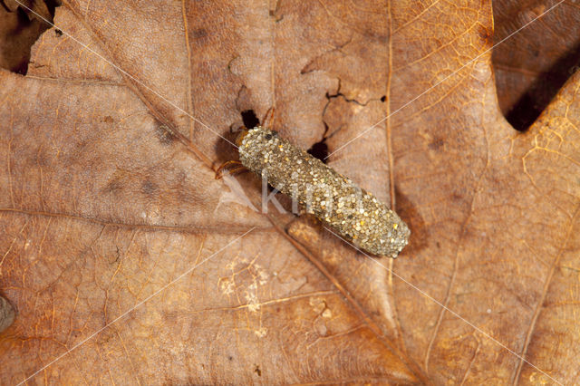 Potamophylax rotundipennis