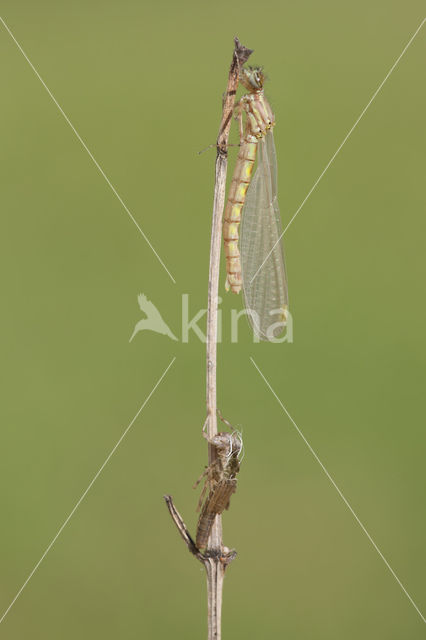 Pyrrhosoma elisabethae (rode lijst  IUCN