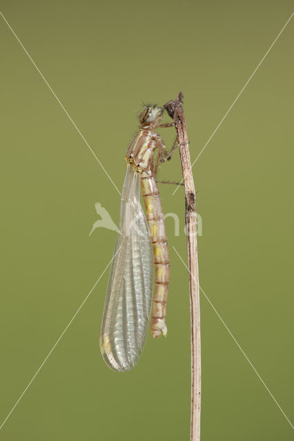 Pyrrhosoma elisabethae (rode lijst  IUCN