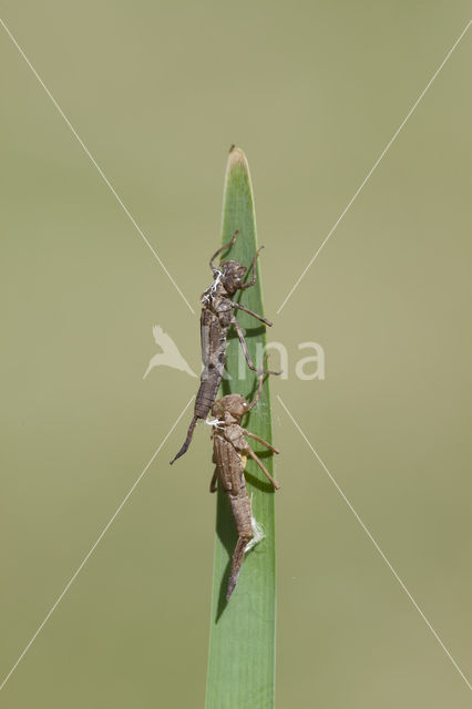 Pyrrhosoma elisabethae (rode lijst  IUCN