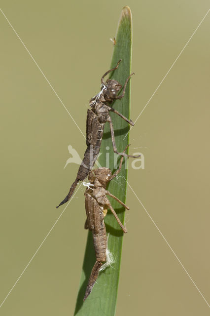 Pyrrhosoma elisabethae (IUCN red list